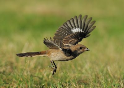 Cendet - Southern Fiscal (Lanius collaris)Plettenberg South Africa